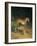 Two Leopards Playing-Jacques Laurent-Framed Art Print