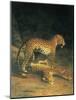 Two Leopards Playing-Jacques Laurent-Mounted Art Print