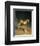 Two Leopards Playing-Jacques Laurent-Framed Art Print