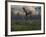 Two Lesothosaurus Dinosaurs Run Out of the Way of a T-Rex on a Rampage-Stocktrek Images-Framed Photographic Print