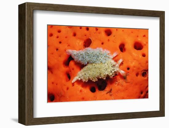 Two Lettuce Sea Slugs, Tridachia Crispata, Saint Lucia, French West Indies, Caribbean Sea-Reinhard Dirscherl-Framed Photographic Print