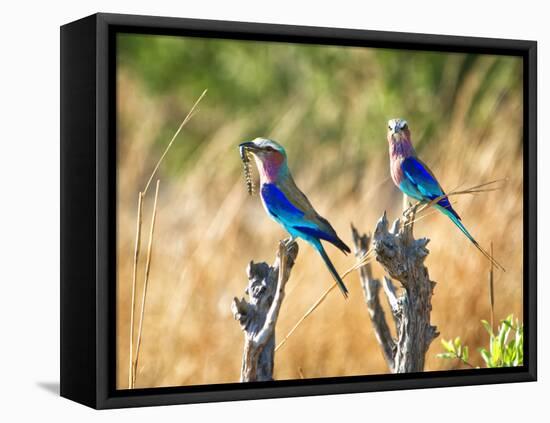 Two Lilac Crested Rollers Perched, One with Worm in Mouth-Sheila Haddad-Framed Premier Image Canvas