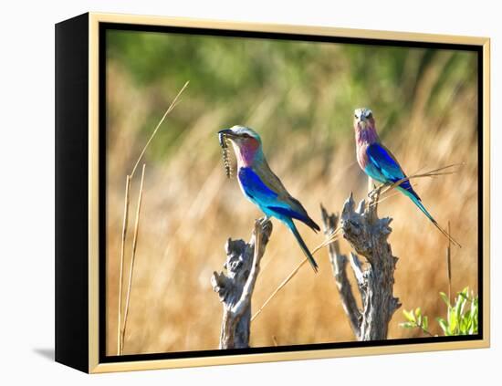 Two Lilac Crested Rollers Perched, One with Worm in Mouth-Sheila Haddad-Framed Premier Image Canvas