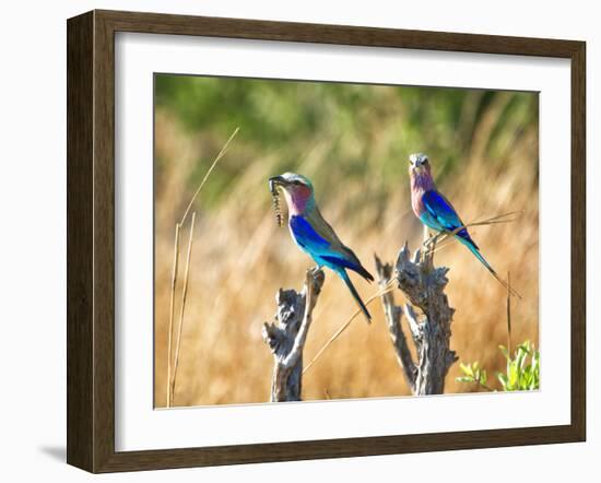 Two Lilac Crested Rollers Perched, One with Worm in Mouth-Sheila Haddad-Framed Premium Photographic Print