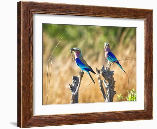 Two Lilac Crested Rollers Perched, One with Worm in Mouth-Sheila Haddad-Framed Premium Photographic Print