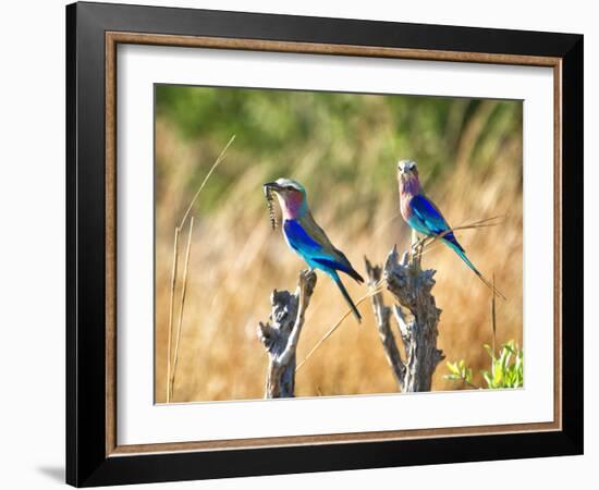 Two Lilac Crested Rollers Perched, One with Worm in Mouth-Sheila Haddad-Framed Premium Photographic Print