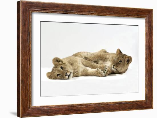 Two Lion Cubs (Approx 16 Weeks Old) Lying Together-null-Framed Photographic Print