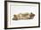 Two Lion Cubs (Approx 16 Weeks Old) Lying Together-null-Framed Photographic Print