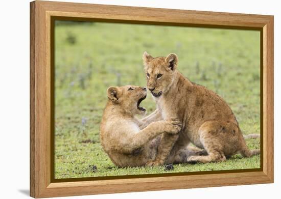 Two Lion Cubs Play, Ngorongoro, Tanzania-James Heupel-Framed Premier Image Canvas