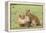 Two Lion Cubs Play, Ngorongoro, Tanzania-James Heupel-Framed Premier Image Canvas