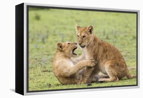 Two Lion Cubs Play, Ngorongoro, Tanzania-James Heupel-Framed Premier Image Canvas