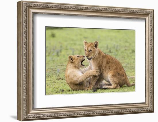 Two Lion Cubs Play, Ngorongoro, Tanzania-James Heupel-Framed Photographic Print