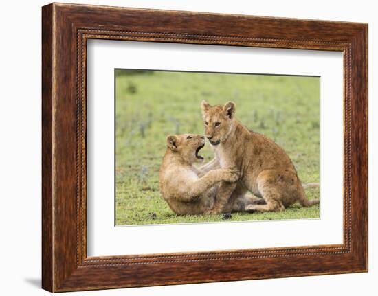 Two Lion Cubs Play, Ngorongoro, Tanzania-James Heupel-Framed Photographic Print