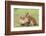 Two Lion Cubs Play, Ngorongoro, Tanzania-James Heupel-Framed Photographic Print