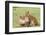 Two Lion Cubs Play, Ngorongoro, Tanzania-James Heupel-Framed Photographic Print