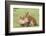 Two Lion Cubs Play, Ngorongoro, Tanzania-James Heupel-Framed Photographic Print