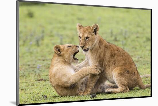 Two Lion Cubs Play, Ngorongoro, Tanzania-James Heupel-Mounted Photographic Print