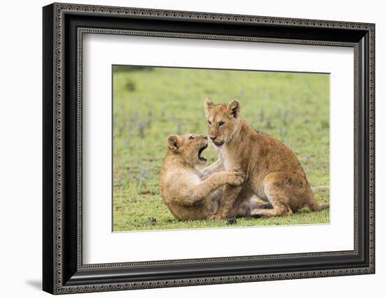 Two Lion Cubs Play, Ngorongoro, Tanzania-James Heupel-Framed Photographic Print