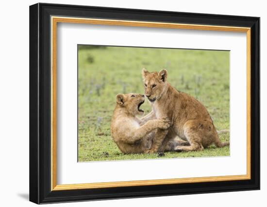 Two Lion Cubs Play, Ngorongoro, Tanzania-James Heupel-Framed Photographic Print