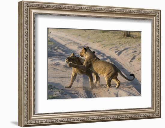 Two lionesses (Panthera leo) playing, Savuti marsh, Chobe National Park, Botswana, Africa-Sergio Pitamitz-Framed Photographic Print