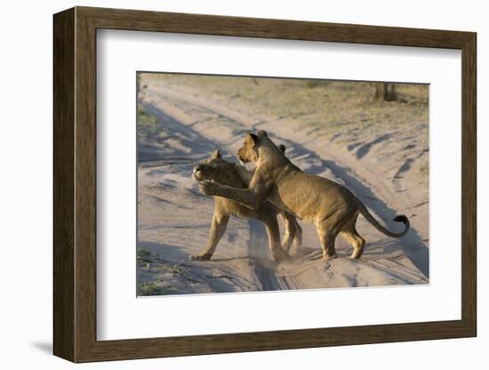 Two lionesses (Panthera leo) playing, Savuti marsh, Chobe National Park, Botswana, Africa-Sergio Pitamitz-Framed Photographic Print