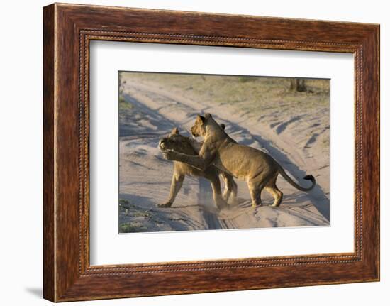 Two lionesses (Panthera leo) playing, Savuti marsh, Chobe National Park, Botswana, Africa-Sergio Pitamitz-Framed Photographic Print