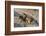 Two lionesses (Panthera leo) playing, Savuti marsh, Chobe National Park, Botswana, Africa-Sergio Pitamitz-Framed Photographic Print