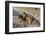 Two lionesses (Panthera leo) playing, Savuti marsh, Chobe National Park, Botswana, Africa-Sergio Pitamitz-Framed Photographic Print