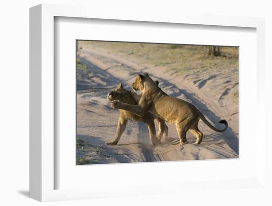 Two lionesses (Panthera leo) playing, Savuti marsh, Chobe National Park, Botswana, Africa-Sergio Pitamitz-Framed Photographic Print