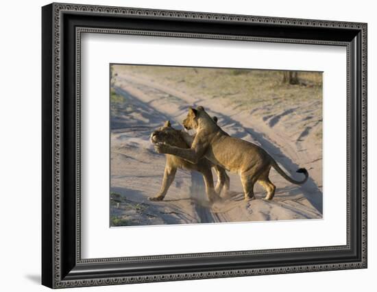 Two lionesses (Panthera leo) playing, Savuti marsh, Chobe National Park, Botswana, Africa-Sergio Pitamitz-Framed Photographic Print