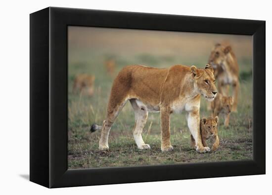 Two Lionesses (Panthera Leo) with Two Cubs Walking on Savannah, Kenya-Anup Shah-Framed Premier Image Canvas