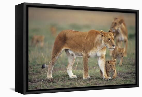 Two Lionesses (Panthera Leo) with Two Cubs Walking on Savannah, Kenya-Anup Shah-Framed Premier Image Canvas