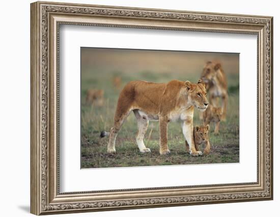 Two Lionesses (Panthera Leo) with Two Cubs Walking on Savannah, Kenya-Anup Shah-Framed Photographic Print