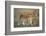 Two Lionesses (Panthera Leo) with Two Cubs Walking on Savannah, Kenya-Anup Shah-Framed Photographic Print