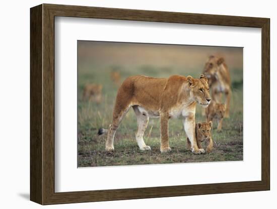 Two Lionesses (Panthera Leo) with Two Cubs Walking on Savannah, Kenya-Anup Shah-Framed Photographic Print