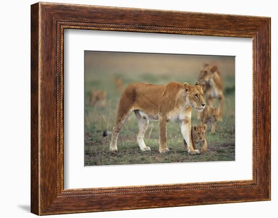 Two Lionesses (Panthera Leo) with Two Cubs Walking on Savannah, Kenya-Anup Shah-Framed Photographic Print