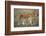 Two Lionesses (Panthera Leo) with Two Cubs Walking on Savannah, Kenya-Anup Shah-Framed Photographic Print