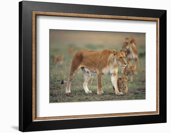 Two Lionesses (Panthera Leo) with Two Cubs Walking on Savannah, Kenya-Anup Shah-Framed Photographic Print