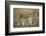 Two Lionesses (Panthera Leo) with Two Cubs Walking on Savannah, Kenya-Anup Shah-Framed Photographic Print