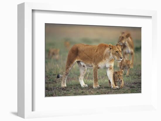 Two Lionesses (Panthera Leo) with Two Cubs Walking on Savannah, Kenya-Anup Shah-Framed Photographic Print