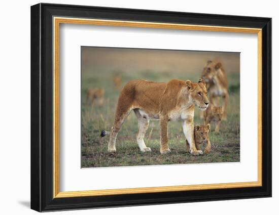 Two Lionesses (Panthera Leo) with Two Cubs Walking on Savannah, Kenya-Anup Shah-Framed Photographic Print