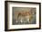 Two Lionesses (Panthera Leo) with Two Cubs Walking on Savannah, Kenya-Anup Shah-Framed Photographic Print