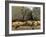 Two Lions Head to Head-Harro Maass-Framed Giclee Print