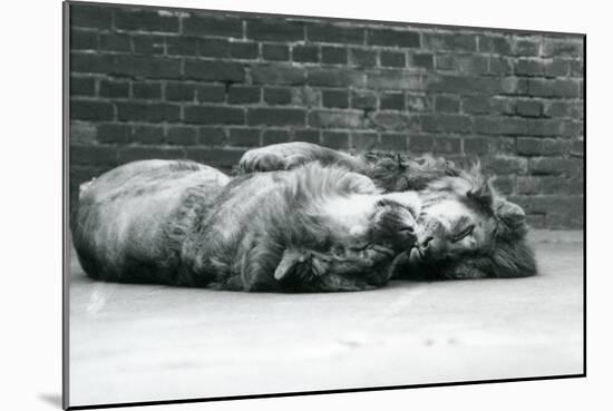 Two Lions Lying down to Sleep with their Paws around Each Other, London Zoo, 1929 (B/W Photo)-Frederick William Bond-Mounted Giclee Print