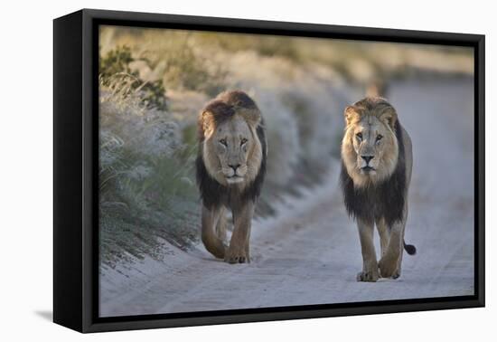 Two lions (Panthera leo), Kgalagadi Transfrontier Park, South Africa, Africa-James Hager-Framed Premier Image Canvas