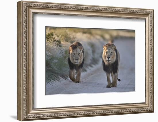 Two lions (Panthera leo), Kgalagadi Transfrontier Park, South Africa, Africa-James Hager-Framed Photographic Print