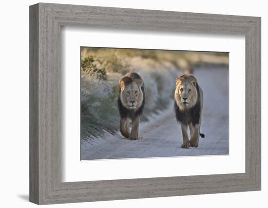 Two lions (Panthera leo), Kgalagadi Transfrontier Park, South Africa, Africa-James Hager-Framed Photographic Print