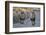 Two lions (Panthera leo), Kgalagadi Transfrontier Park, South Africa, Africa-James Hager-Framed Photographic Print