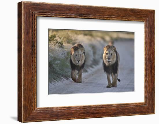 Two lions (Panthera leo), Kgalagadi Transfrontier Park, South Africa, Africa-James Hager-Framed Photographic Print