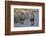 Two lions (Panthera leo), Kgalagadi Transfrontier Park, South Africa, Africa-James Hager-Framed Photographic Print